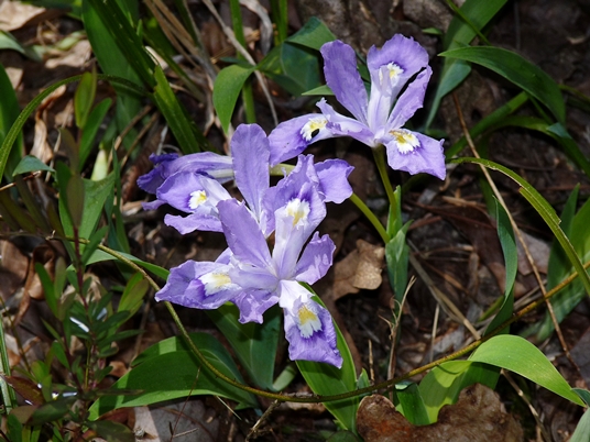 {Iris cristata}